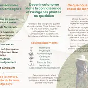 Balade botanique dessinée