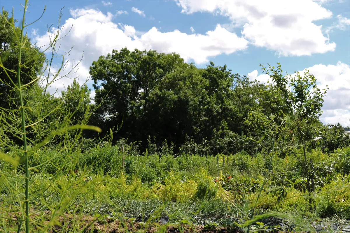 Balade botanique du mercredi à Vire