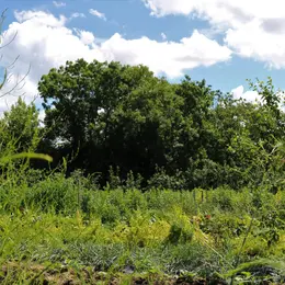 Balade botanique du mercredi à Vire