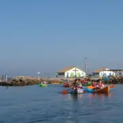 Balade botanique en kayak aux Prés Salés du Bassin d'Arcachon