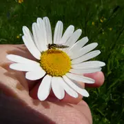 Balade botanique et rencontre avec les pollinisateurs