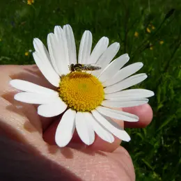 Balade botanique et rencontre avec les pollinisateurs