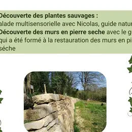 Balade Botanique – Murs en pierre sèche et plantes sauvages