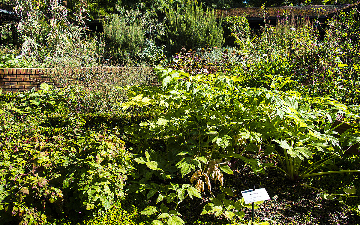 Plantes sauvages et médicinales