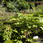 Balade botanique : plantes sauvages, comestibles et toxiques