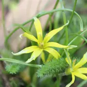 Balade Botanique – « Plantes sauvages printanières en ville »