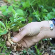 Balade buissonnière et réalisation d'un herbier - Ferme-musée du Cotentin
