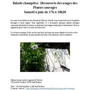 Balade champêtre- Découverte des usages des Plantes Sauvages