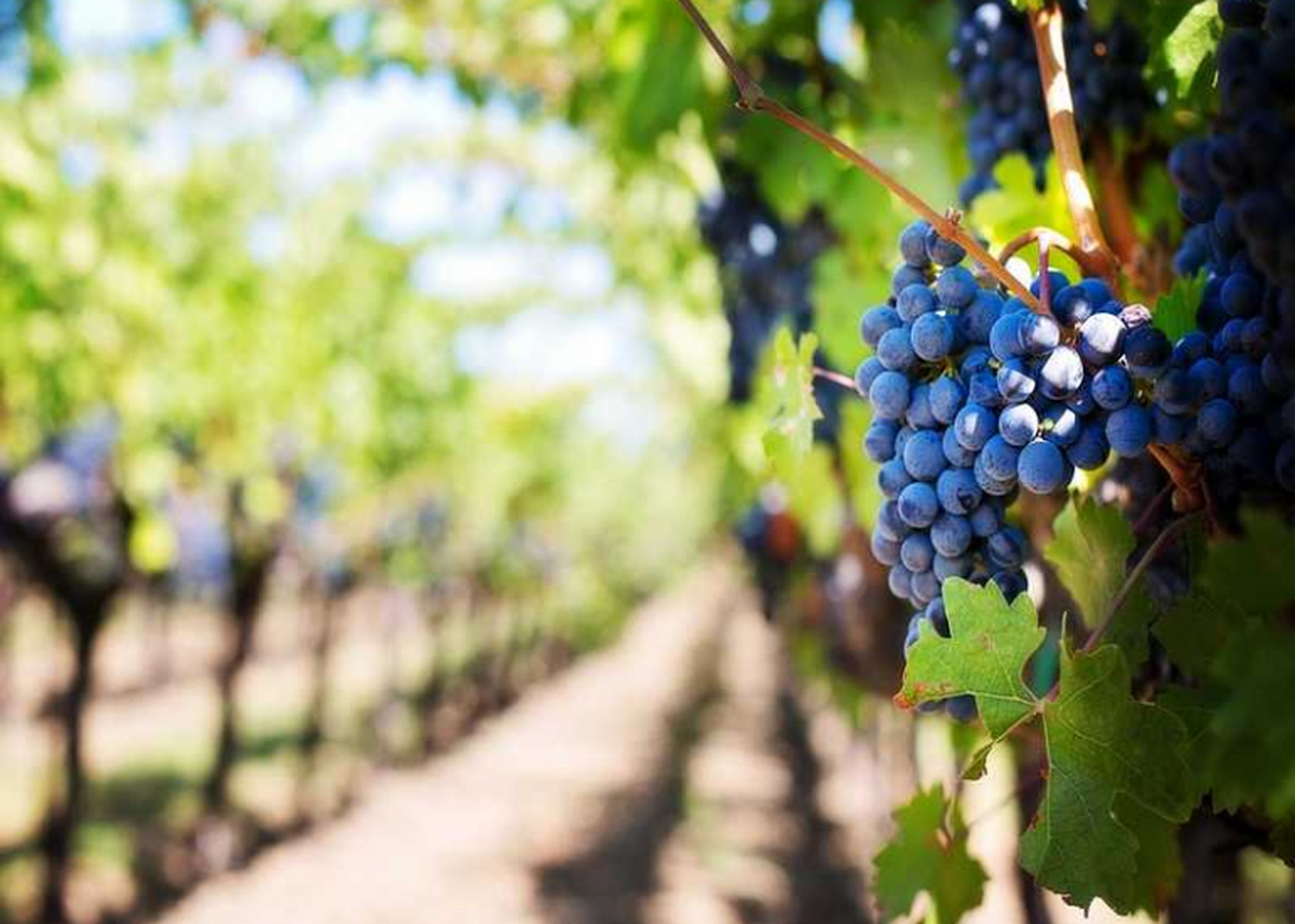 Balade commentée au Domaine Sauvète