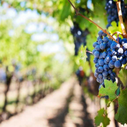 Balade commentée au Domaine Sauvète