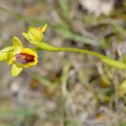 Balade commentée de la Lande de la Borie : à la recherche des Orchidées de La Rouquette