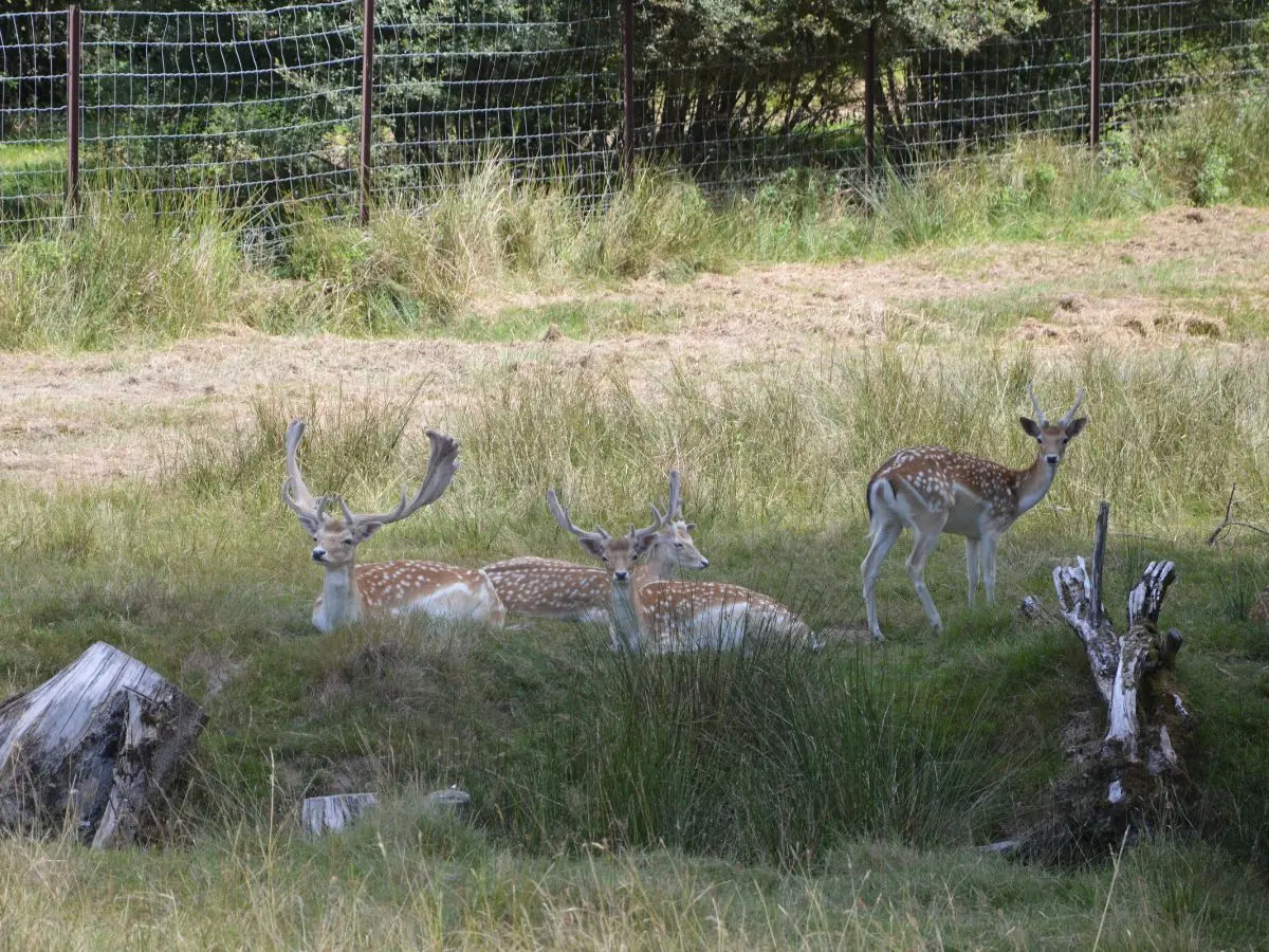 Balade contée autour du parc à daims