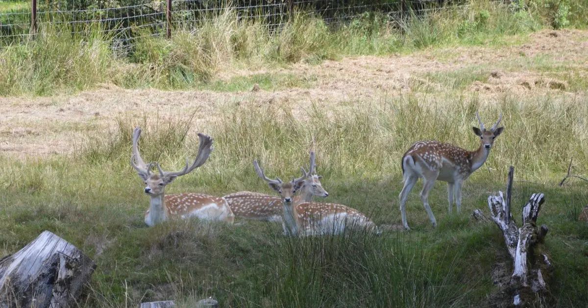 Balade contée autour du parc à daims