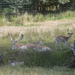 Balade contée autour du parc à daims