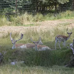 Balade contée autour du parc à daims