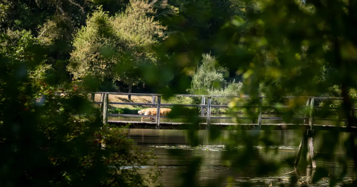 Balade contée "Contes et légendes de Gascogne"
