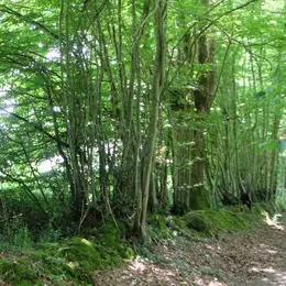 Balade contée crépusculaire au Temple