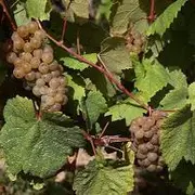 Balade contée dans les vignes