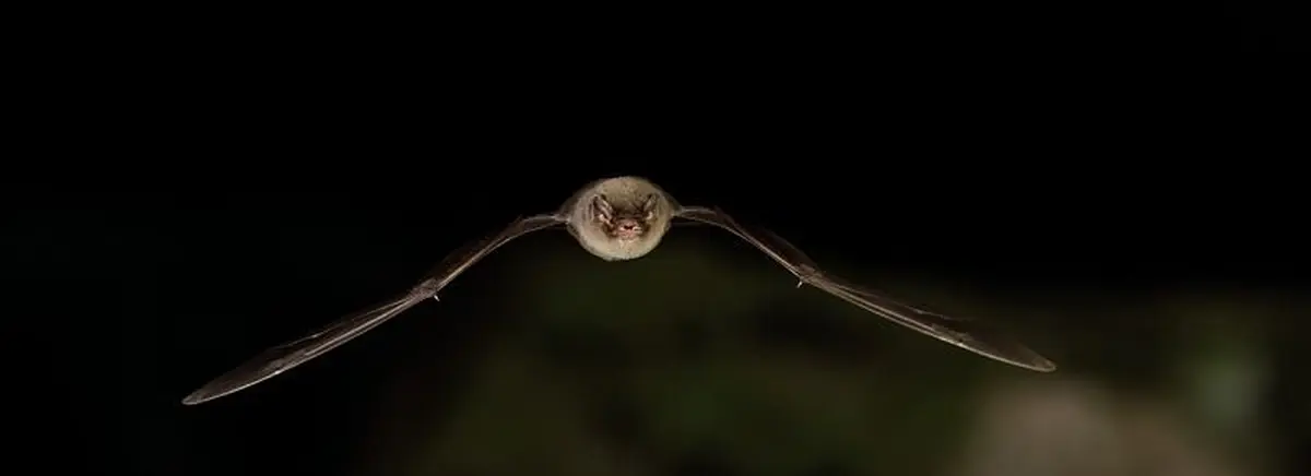 Balade Contée « La P’tite Rhinolophe Qui Ne Veut Plus être Une Chauve-Souris »