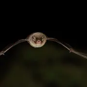 Balade Contée « La P’tite Rhinolophe Qui Ne Veut Plus être Une Chauve-Souris »