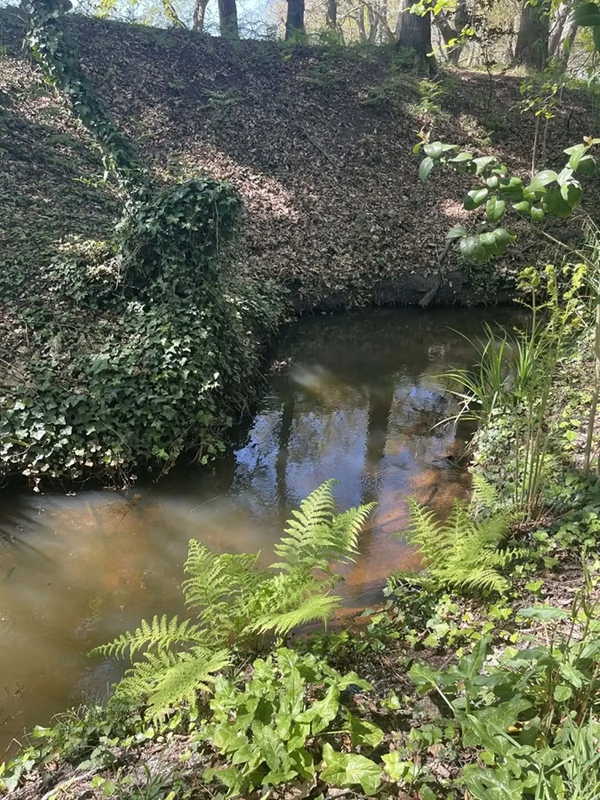 Balade contée le long du Bétey  Le murmure du ruisseau