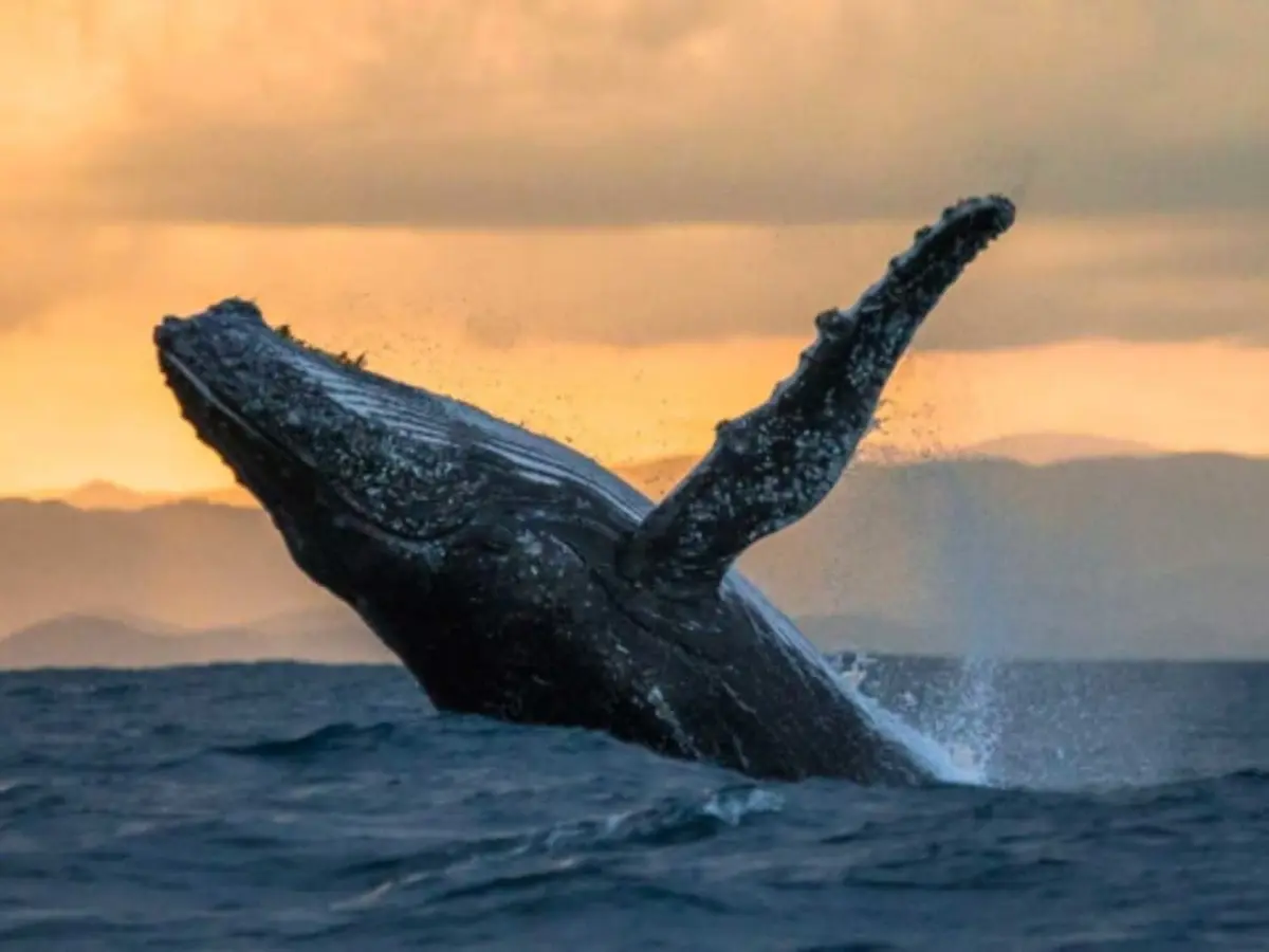 Balade coucher de soleil à La Réunion (97)