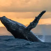 Balade coucher de soleil à La Réunion (97)