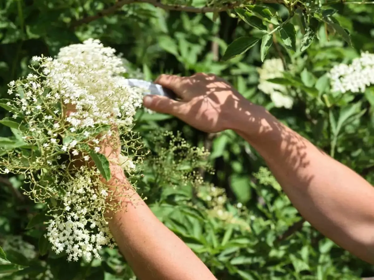 Balade-cueillette & initiation à la cuisine sauvage