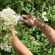 Balade-cueillette & initiation à la cuisine sauvage