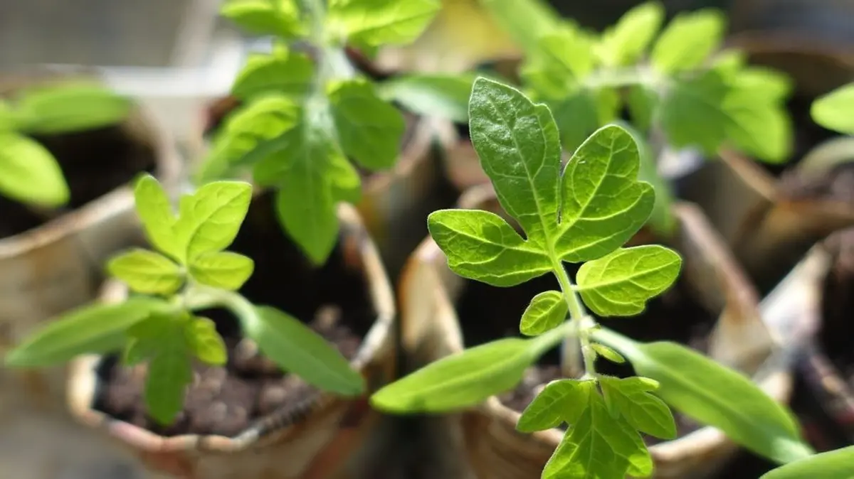 Balade d'initiation aux plantes sauvages comestibles et médicinales