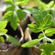 Balade d'initiation aux plantes sauvages comestibles et médicinales