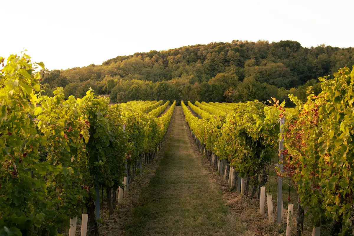 Balade dans le vignoble de Glanes et Repas sous la halle