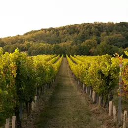 Balade dans le vignoble de Glanes et Repas sous la halle