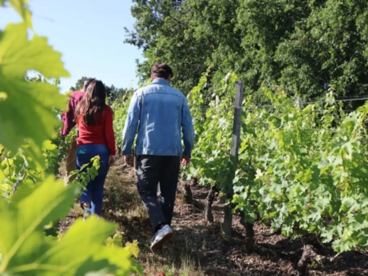Balade dans les vignes au Château Réaut (33)