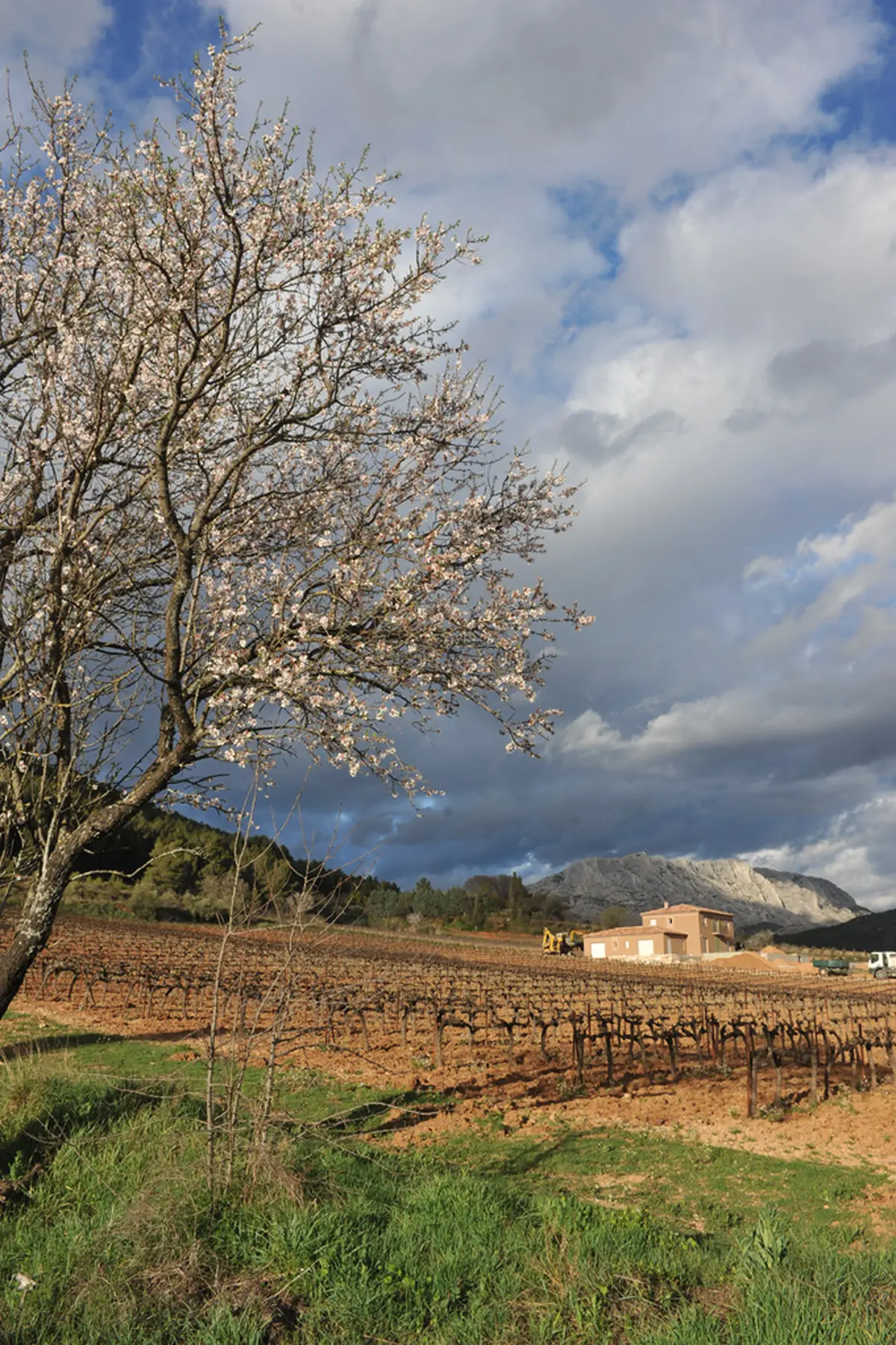 Balade Dans Les Vignes Du Chateau Henri Bonnaud
