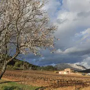 Balade Dans Les Vignes Du Chateau Henri Bonnaud