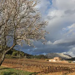 Balade Dans Les Vignes Du Chateau Henri Bonnaud