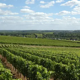 Balade dans les vignes et dégustation