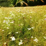 Balade-découverte aux Tours de Carbonnières