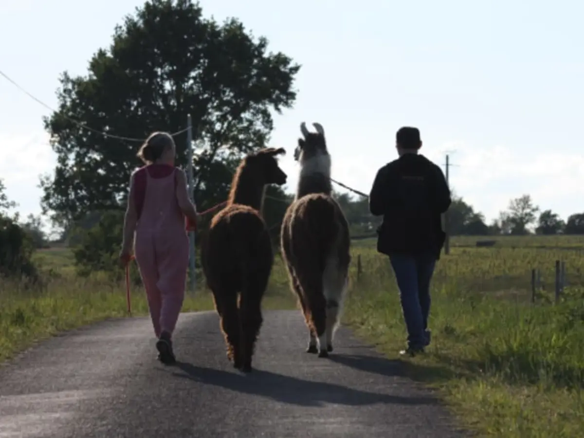 Balade découverte avec des lamas/alpagas près de Tours (37)