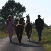 Balade découverte avec des lamas/alpagas près de Tours (37)
