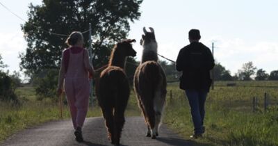 Balade d&eacute;couverte avec des lamas/alpagas pr&egrave;s de Tours (37)