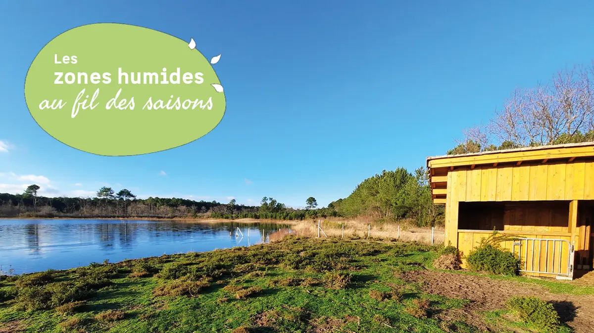 Balade découverte de l'étang de Langouarde.