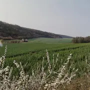 Balade découverte de la biodiversité d'un coteau calcaire