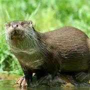 Balade découverte de la faune