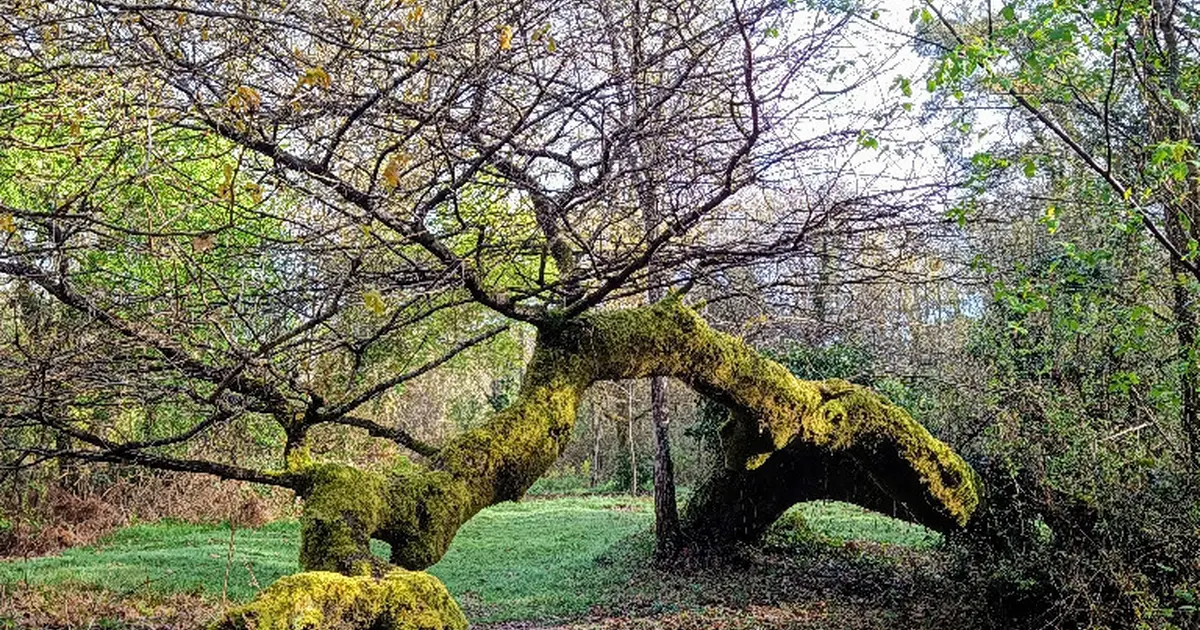 Balade découverte de la forêt galerie du sentier botanique de Villenave