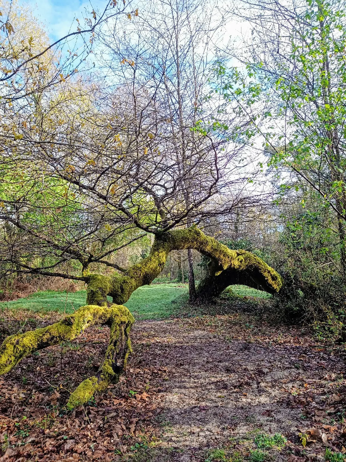 Balade découverte de la forêt galerie du sentier botanique de Villenave
