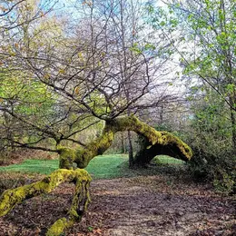 Balade découverte de la forêt galerie du sentier botanique de Villenave