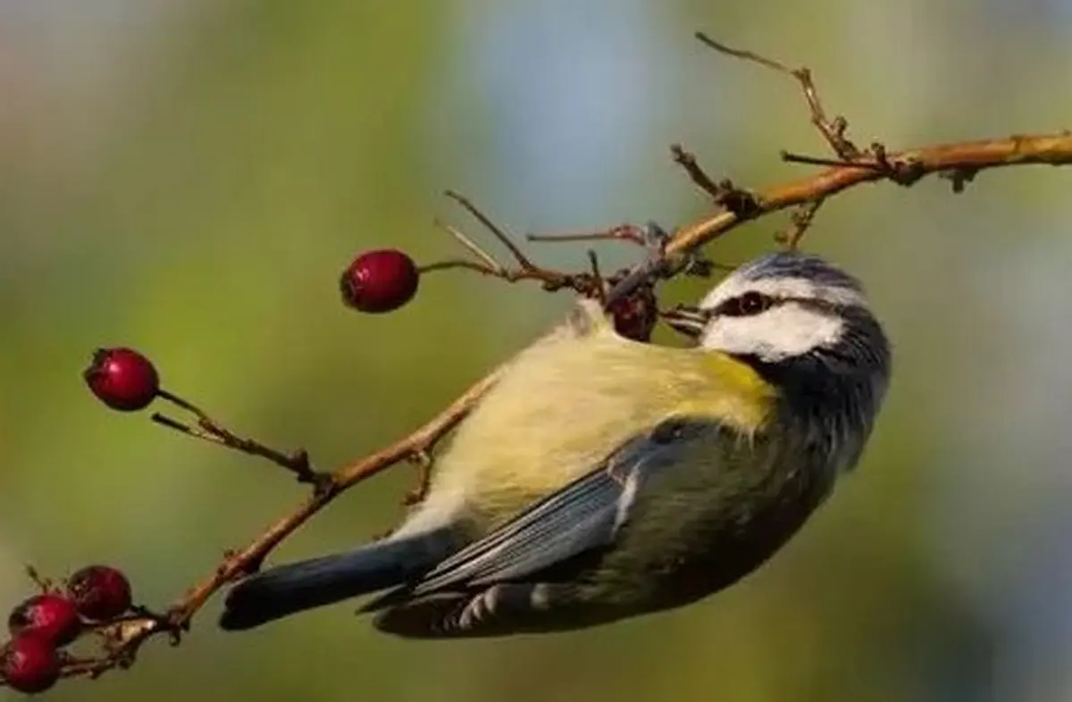 Balade découverte des baies sauvages et oiseaux du bocage - Ferme-musée du Cotentin