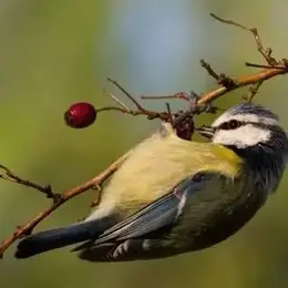 Balade découverte des baies sauvages et oiseaux du bocage - Ferme-musée du Cotentin